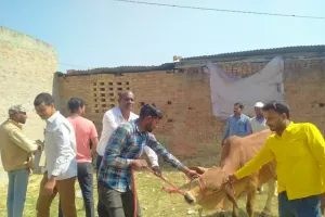 सुल्तानपुर: अभियान चलाकर पकड़े गए छुट्टा मवेशी, गो-आश्रय स्थल भेजे   