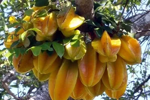 हल्द्वनी: क्या आप जानते हैं कमरख (Star Fruit) के बारे में...औषधीय गुणों की खान है यह फल