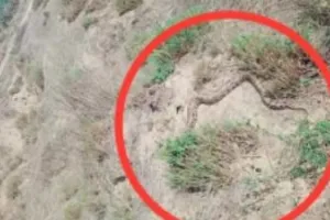 बाराबंकी में किसान ने देखा विशालकाय अजगर, मौके पर पहुंची वन विभाग की टीम