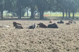 अयोध्या: किसानों के लिए मुसीबत का सबब बने छुट्टा मवेशी