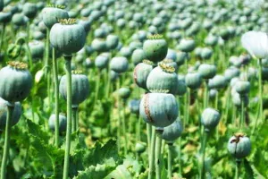 कटरी तिहरा हत्याकांड: सूरजपाल कराता था अफीम की खेती, लाइसेंस निरस्त कराने की प्रक्रिया शुरू