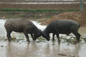 बरेली: पहले भैंसे भिड़ी, फिर मालिकों में खूब चले लाठी-डंडे, दो घायल