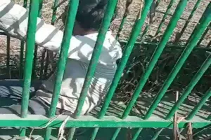 Viral Video: तेंदुए के लिये बिछाये जाल में फंसा लालची इंसान, देखें फिर क्या हुआ