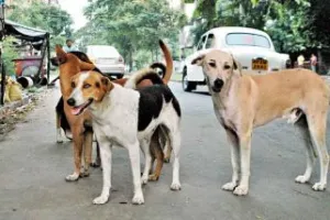 राजस्थान : सिरोही जिला अस्पताल में एक महीने के बच्चे को कुत्तों ने नोचा, मौत 