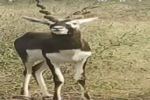 Etawah News: इटावा सफारी पार्क में आगरा से पहुंचे नौ और काले हिरण