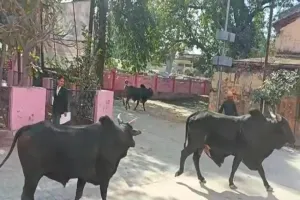 गोंडा: किसानों ने तहसील परिसर के भीतर बंद किए छुट्टा मवेशी, मचा हड़कंप, देखें Video