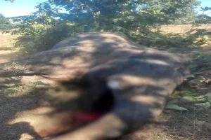 छत्तीसगढ़: रायगढ़ में हथिनी का शव मिला, चार माह में छठी मौत 