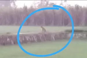 रामपुर : गेहूं की फसल में खाद डालने के लिए गए किसान ने देखा तेंदुआ, मचा हड़कंप