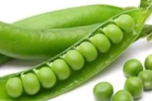 रुद्रपुर: औने-पौने दामों पर मटर की खरीद पर फिर लामबंद हुए किसान संगठन