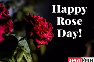 Rose Day 2023 : महताब की चांदनी माफिक चमकता गुलाब.. हर रंग का यहां है जवाब
