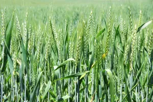  लखनऊ: फरवरी में मौसम की तपिश से ''झुलस'' रही गेहूं की फसल, कृषि वैज्ञानिकों ने जताई यह संभावना