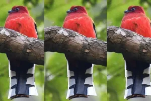 हल्द्वानीः उत्तराखंड में पहली बार दिखाई दिया रेड हेडेड ट्रोगोन 