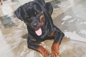 लखनऊ : पालतू कुत्ता बना आफत, परिवार पर किया हमला, दहशत में लोग