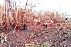 जसपुर: आग लगने के बाद युद्ध स्तर पर चला गन्ने की कटाई का कार्य, प्रभावित किसान ने विद्युत विभाग से मांगा मुआवजा