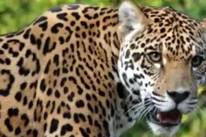 बिजनौर: मां के साथ मंदिर जा रही किशोरी पर गुलदार ने किया हमला, मौत