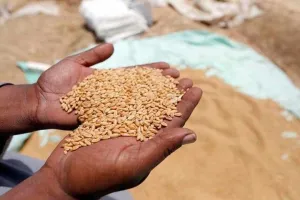 हल्द्वानी: एक दाना गेहूं तक नहीं खरीद पाया आरएफसी