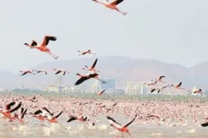 हिमाचल के पोंग बांध झील वन्यजीव अभयारण्य में इस साल 1.17 लाख से अधिक प्रवासी पक्षी आए 