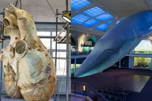 Blue Whale का दिल देखा है ? 181 किलो है वजन ... धड़कन की आवाज जाती है 3 किमी पार 