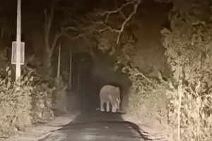 बहराइच: सड़क पर आया हाथियों का झुंड, एक घंटे थमा रहा आवागमन