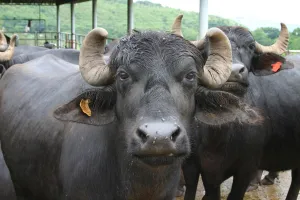 किच्छा : भैंस के मांस के साथ तीन दबोचे, दो फरार 