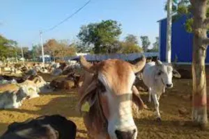 लखनऊ: समेसी में बनेगी इंदौर मॉडल पर गोशाला, चिह्नित की जाएगी बंजर भूमि 