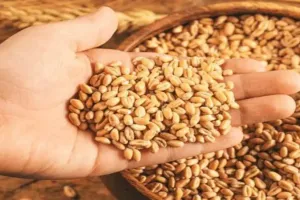 रुद्रपुर: तैयारियां अधूरी, आज से गेहूं की खरीद शुरू हो पाना मुश्किल