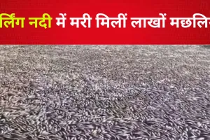VIDEO : डार्लिंग नदी में मरी मिलीं लाखों मछलियां, वजह यहां जान लीजिए