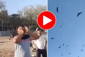 VIDEO : कौओं का राजा है यह शख्स, एक ही आवाज पर आसमान में उमड़ जाता पक्षियों का सैलाब