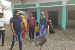 अमेठी : युवक के साथ दोस्त की तरह रह रहा था सारस, वन विभाग ने पक्षी विहार भेजा 