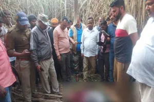 पीलीभीत: टीम निगरानी करती रह गई...बाघ ने मजदूर को बना लिया निवाला