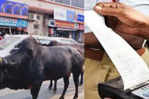 काशीपुरः पालतू पशुओं को आवारा छोड़ा तो होगी कार्रवाई, जानें- दो दिन में कितनों का कटा चालान