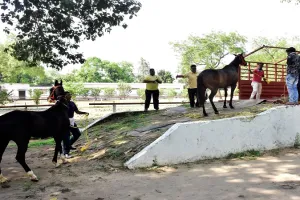 मुरादाबाद : पुलिस अकादमी से सीतापुर रवाना हुए माउंटेड पुलिस के 20 घोड़े