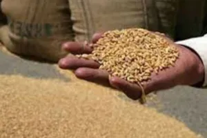 अयोध्या: एक अप्रैल से शुरू होगी गेहूं खरीद, तैयारी में जुटा विभाग
