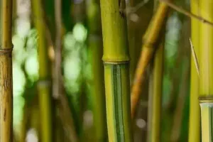 अरुणाचल प्रदेश में कई उद्यमियों ने बांस के उत्पादों में रुचि दिखाई 