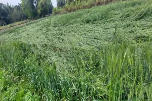 अयोध्या: बारिश से गेहूं की फसलें बर्बाद, किसान रो रहे खून के आंसू