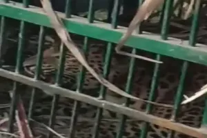बहराइच: वन विभाग के पिंजरे में कैद हुई मादा तेंदुआ, छह माह से डर के साए में जी रहे थे ग्रामीण, देखें Video