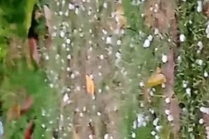 बहराइच: झमाझम बारिश के साथ गिरे ओले, ठंड का हुआ अहसास