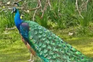 रायबरेली: राष्ट्रीय पक्षी मोर की मौत, वन विभाग ने कराया पोस्टमार्टम