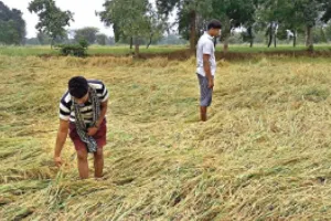 काशीपुर: बेमौसमी बारिश ने तोड़ी अन्नदाताओं की कमर