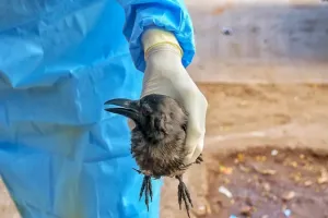 प्रयागराज में मिला बर्ड फ्लू, अलर्ट जारी, पशु पालन विभाग ने भेजी टीम, कर रही परीक्षण