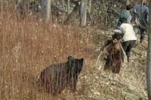 कश्मीर में मनुष्यों और जानवरों के बीच संघर्ष की घटनाएं बढ़ीं,  मुख्य कारण तेजी से शहरीकरण : विशेषज्ञ