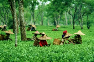 राज्य सरकार: असम के चाय बागानों को मिली 63 करोड़ रुपये सहायता