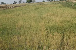 हद हो गई : गांव के तालाब में बो दिया गेहूं, किसी को पता नहीं, रामनगर ब्लाक के बरिया गांव का मामला