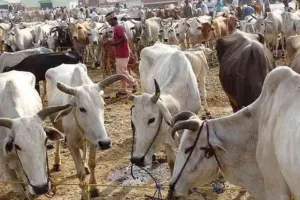 गरमपानी: बदलते मौसम में पशुओं का विशेष ध्यान रखें पशुपालक