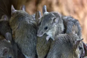 वैज्ञानिकों ने पहली बार दो पुरुषों की कोशिकाओं से चूहे को किया विकसित 