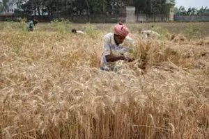 अब ऑनलाइन होगा समर्थन मूल्य पर गेहूं खरीद का कार्य 