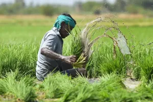 गरमपानी: किसानों को फसल बीमा का लाभ दिए जाने की उठी मांग 