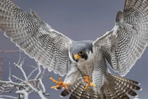 लॉकडाउन में परदेशी बाज़ के आहार में भी आया है बदलाव, अध्ययन में हुआ खुलासा