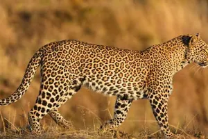 बाजपुर: घर के बाहर तेंदुए के हमले में एक लहूलुहान 