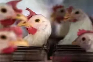 America और दुनिया भर में फैल रहा Bird Flu, बन सकता है मानव महामारी 
